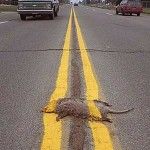 road_kill
